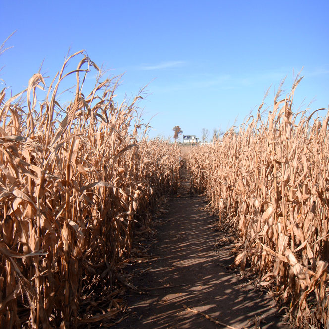 Running through a maze of maize.